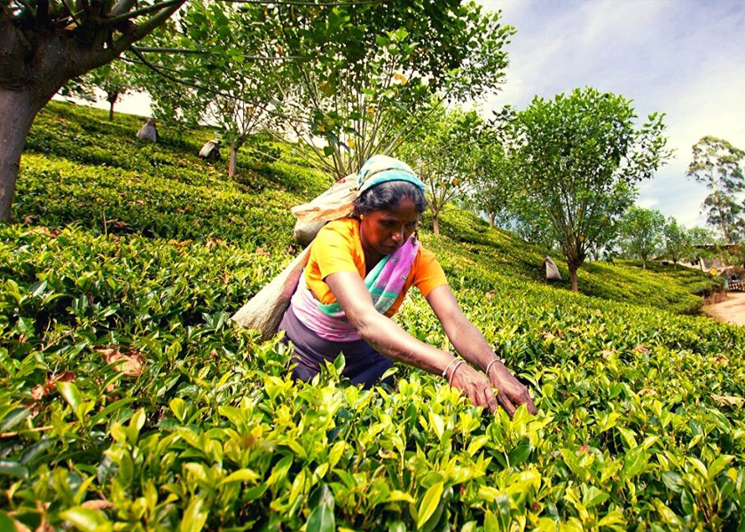 Sri Lanka October Ceylon tea production down in 27 years