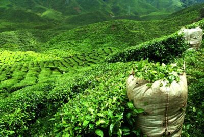 Sourcing