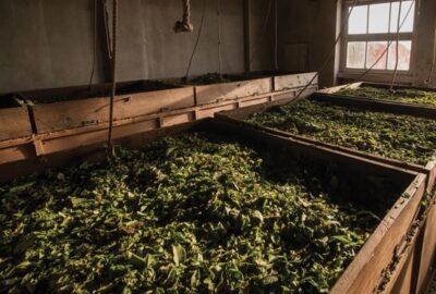 Tea Logistics